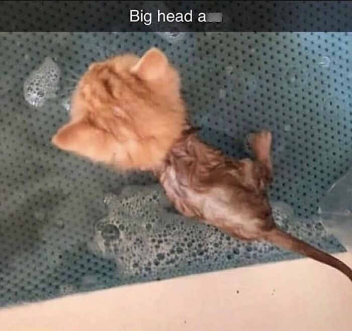 If You’re Having A Rough Day, These 50 Wholesome Cat Pics And Memes May Cheer You Up