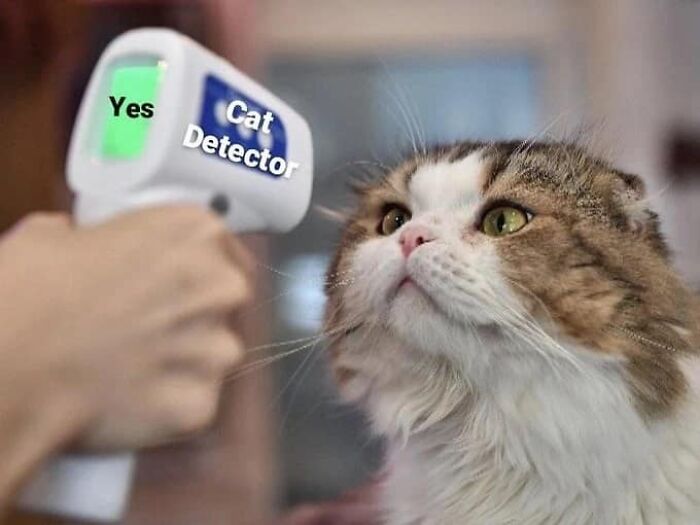 If You’re Having A Rough Day, These 50 Wholesome Cat Pics And Memes May Cheer You Up