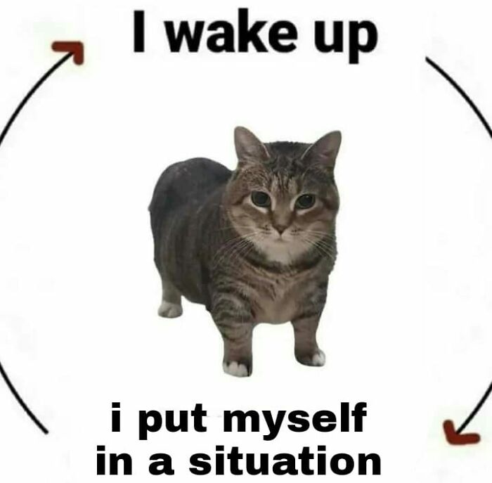 If You’re Having A Rough Day, These 50 Wholesome Cat Pics And Memes May Cheer You Up