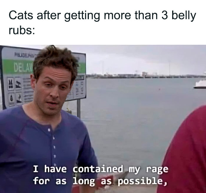 ‘Animals With Vibing Auras’: 50 Hilarious Pics Of Creatures Doing Random Things ‘Animals With Vibing Auras’: 50 Hilarious Pics Of Creatures Doing Random Things