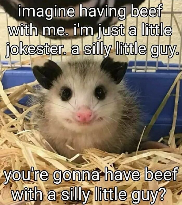 ‘Animals With Vibing Auras’: 50 Hilarious Pics Of Creatures Doing Random Things ‘Animals With Vibing Auras’: 50 Hilarious Pics Of Creatures Doing Random Things