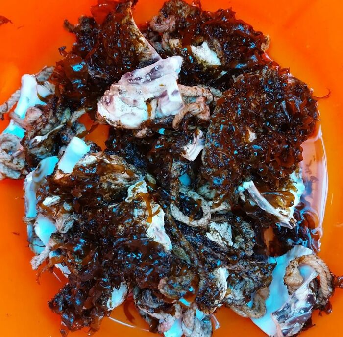 Saving Oceanic Wildlife In My 11 Photos Saving Oceanic Wildlife In My 11 Photos