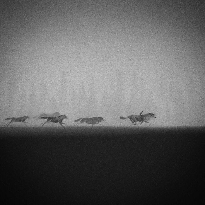 Artist Creates Black-And-White Paintings Reflecting The Bond Between Humans, Nature, And Animals (30 Pics) Artist Creates Black-And-White Paintings Reflecting The Bond Between Humans, Nature, And Animals (30 Pics)