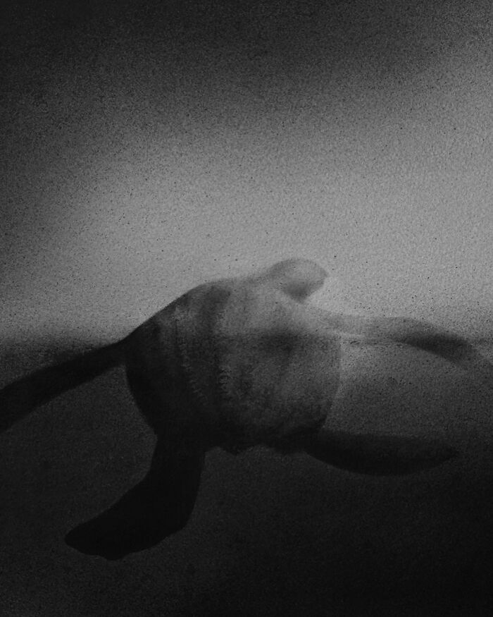 Artist Creates Black-And-White Paintings Reflecting The Bond Between Humans, Nature, And Animals (30 Pics) Artist Creates Black-And-White Paintings Reflecting The Bond Between Humans, Nature, And Animals (30 Pics)