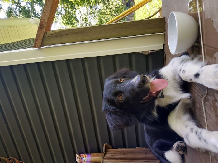 Hey Pandas, Post A Picture Of Your Rescue Pet And Tell Their Story Hey Pandas, Post A Picture Of Your Rescue Pet And Tell Their Story