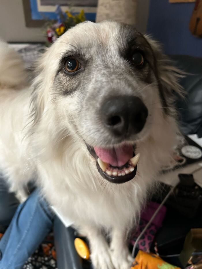 Hey Pandas, Post A Picture Of Your Rescue Pet And Tell Their Story Hey Pandas, Post A Picture Of Your Rescue Pet And Tell Their Story