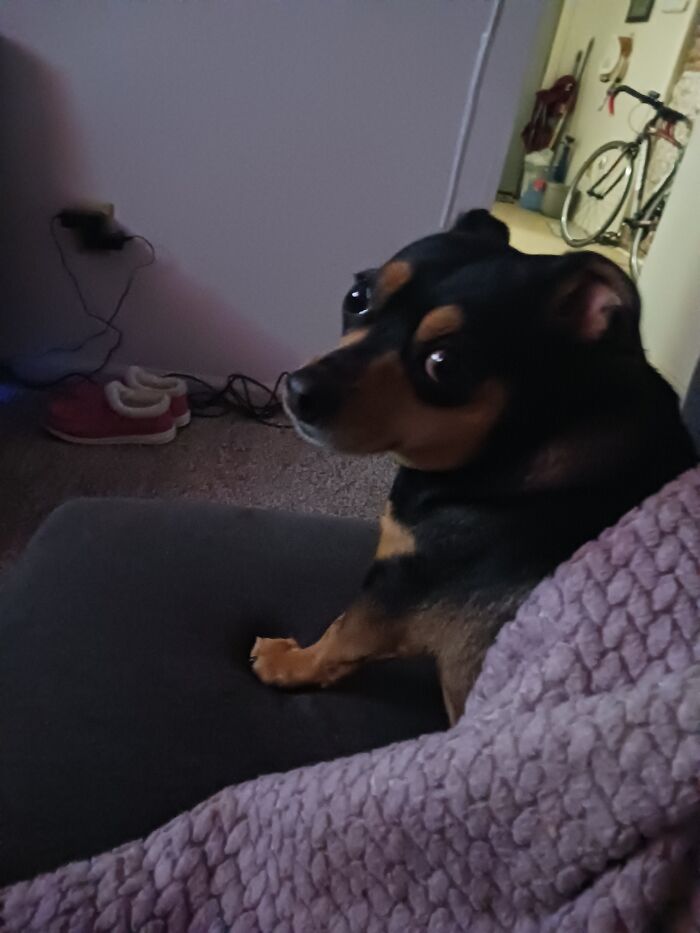 Hey Pandas, Post A Picture Of Your Rescue Pet And Tell Their Story Hey Pandas, Post A Picture Of Your Rescue Pet And Tell Their Story