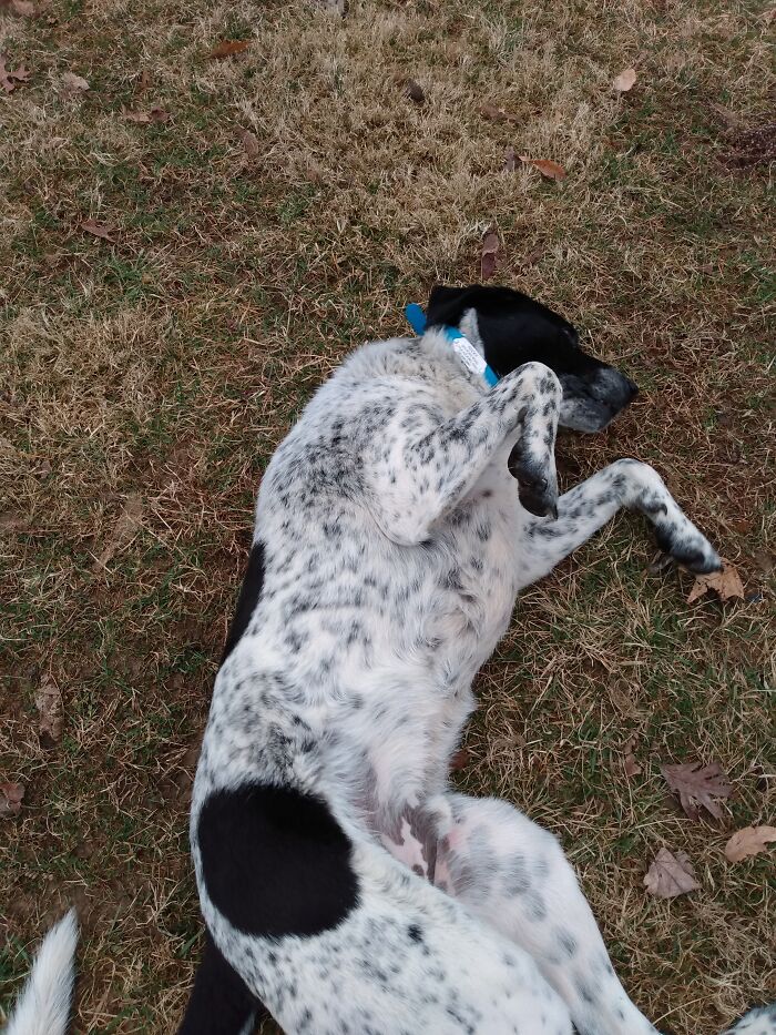 Hey Pandas, Post A Picture Of Your Rescue Pet And Tell Their Story Hey Pandas, Post A Picture Of Your Rescue Pet And Tell Their Story