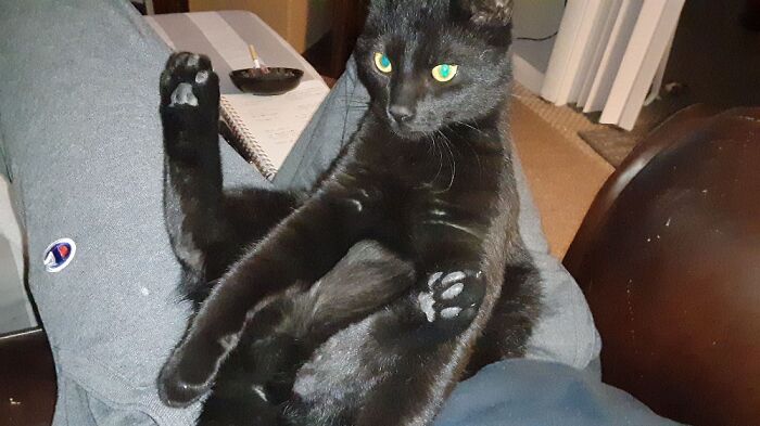 Hey Pandas, Post A Picture Of Your Rescue Pet And Tell Their Story Hey Pandas, Post A Picture Of Your Rescue Pet And Tell Their Story