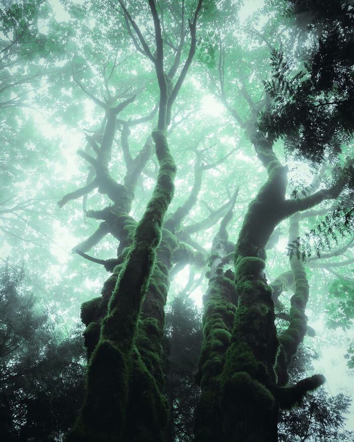 30 Mesmerizing Photos By Juuso Hämäläinen Showcasing The Magic Of Life On Our Planet 30 Mesmerizing Photos By Juuso Hämäläinen Showcasing The Magic Of Life On Our Planet