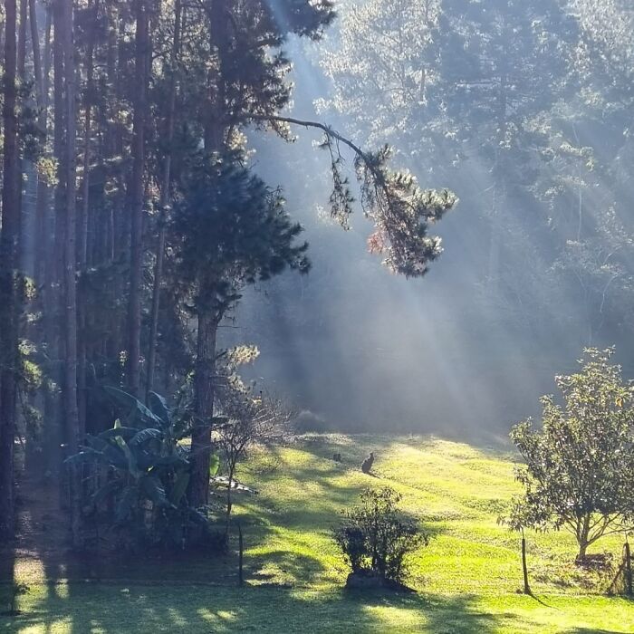 Hey Pandas, Post A Picture Of Your Garden (Closed) Hey Pandas, Post A Picture Of Your Garden (Closed)