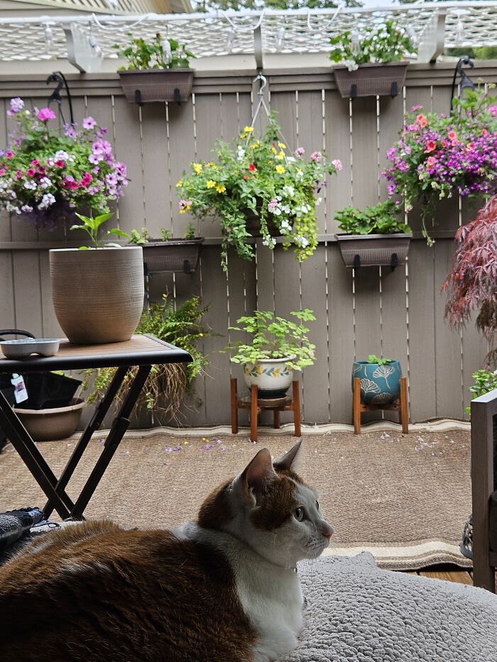 Hey Pandas, Post A Picture Of Your Garden (Closed) Hey Pandas, Post A Picture Of Your Garden (Closed)