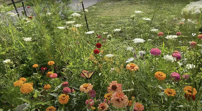 Hey Pandas, Post A Picture Of Your Garden (Closed) Hey Pandas, Post A Picture Of Your Garden (Closed)