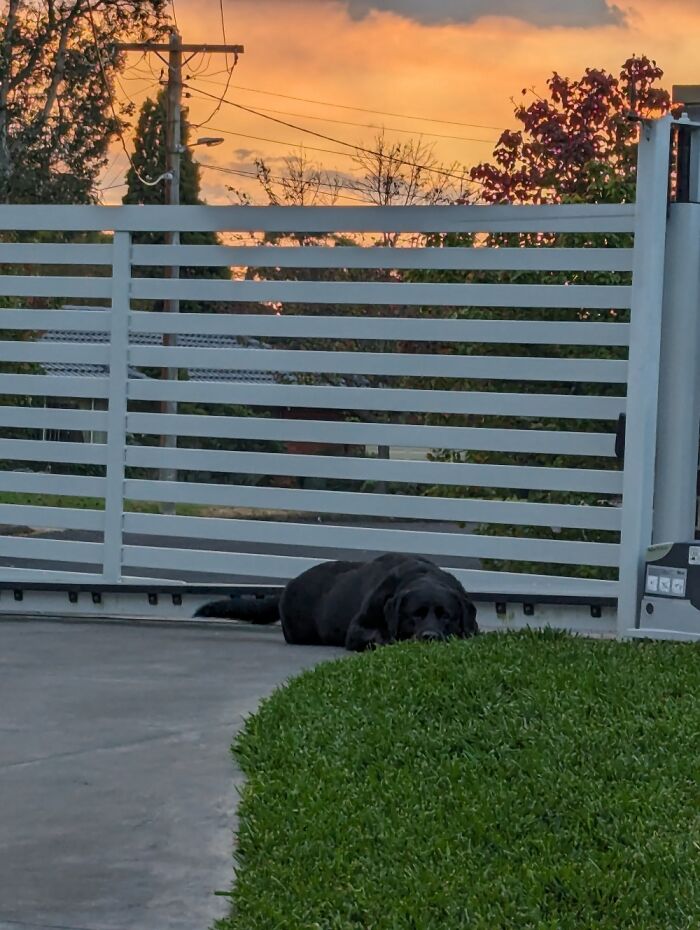 Hey Pandas, Post A Picture Of Your Garden (Closed) Hey Pandas, Post A Picture Of Your Garden (Closed)