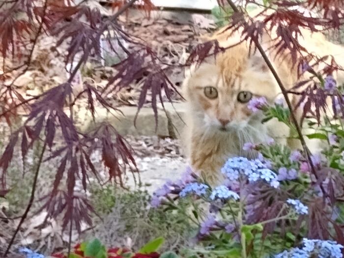 Hey Pandas, Post A Picture Of Your Garden (Closed) Hey Pandas, Post A Picture Of Your Garden (Closed)