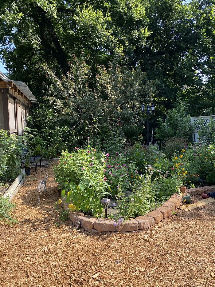 Hey Pandas, Post A Picture Of Your Garden (Closed) Hey Pandas, Post A Picture Of Your Garden (Closed)