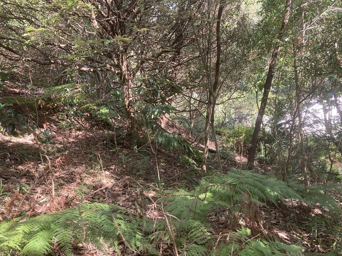 Hey Pandas, Post A Picture Of Your Garden (Closed) Hey Pandas, Post A Picture Of Your Garden (Closed)