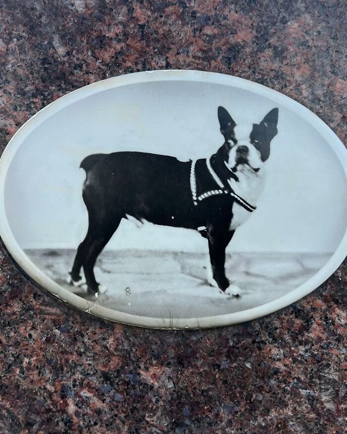50 Cute Dogs That Got Forever Encapsulated In History 50 Cute Dogs That Got Forever Encapsulated In History