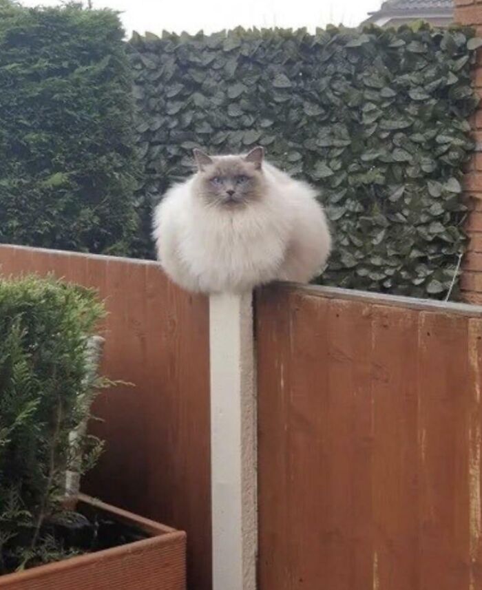 Oh Lord, He Comin’: 50 ‘Absolute Units’ That Shook The Net (Best Of All Time) Oh Lord, He Comin’: 50 ‘Absolute Units’ That Shook The Net (Best Of All Time)