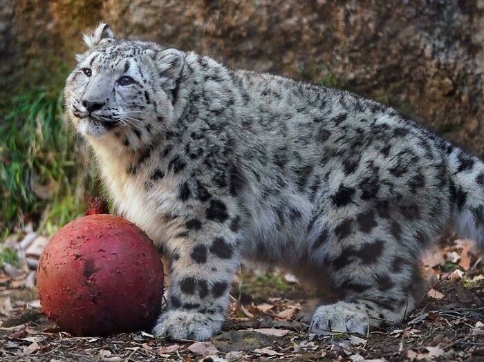 Oh Lord, He Comin’: 50 ‘Absolute Units’ That Shook The Net (Best Of All Time) Oh Lord, He Comin’: 50 ‘Absolute Units’ That Shook The Net (Best Of All Time)