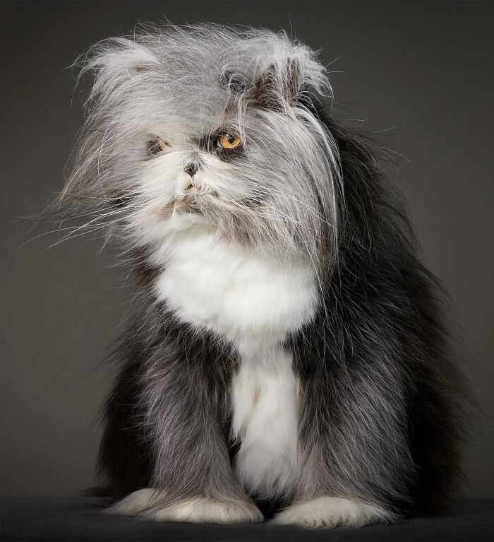 Fluffiest Of Them All: This Werewolf Cat Is Winning Hearts Worldwide