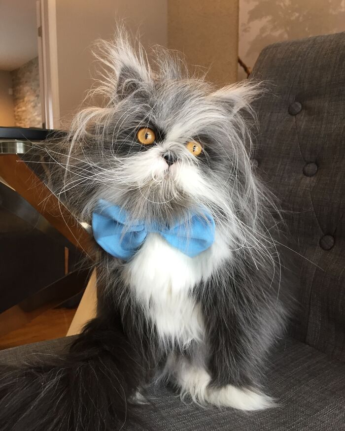 Fluffiest Of Them All: This Werewolf Cat Is Winning Hearts Worldwide