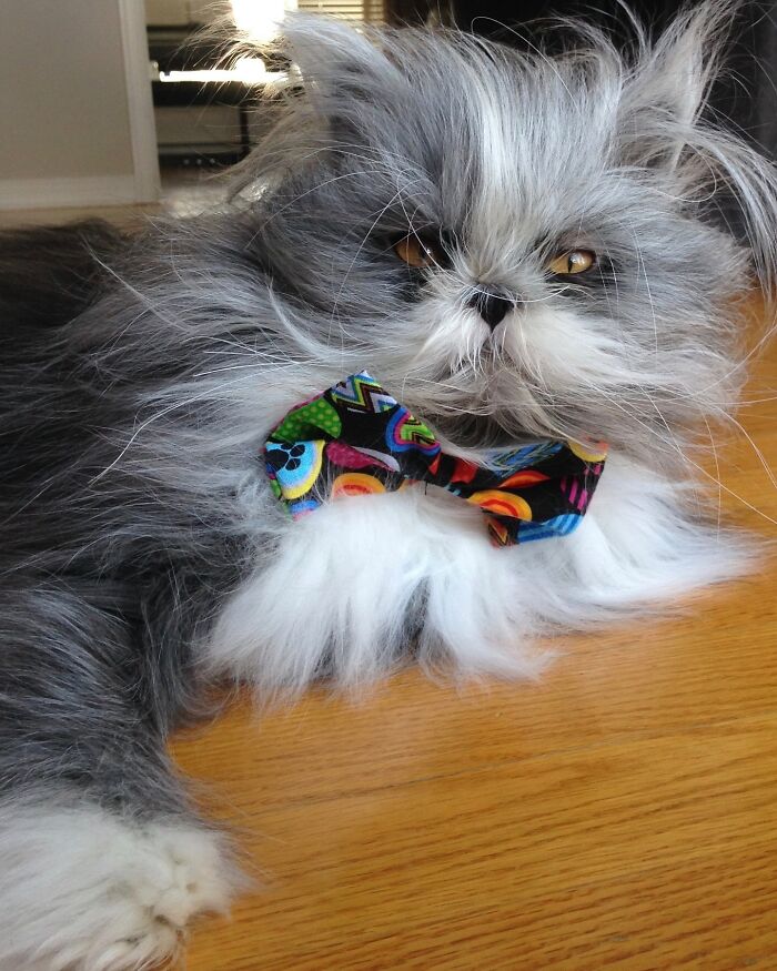 Fluffiest Of Them All: This Werewolf Cat Is Winning Hearts Worldwide