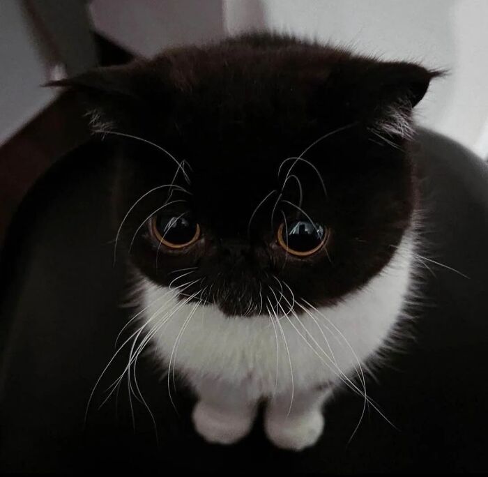 30 Times Cats Were Caught In Funny Situations 30 Times Cats Were Caught In Funny Situations