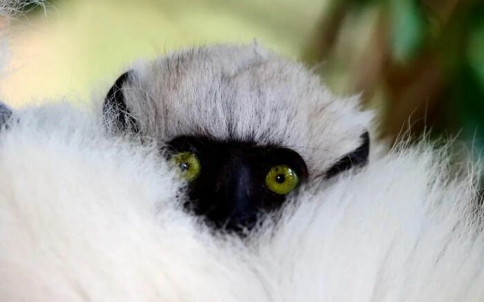 This Photographer Ventured To Dangerous Places Where He Shot These 57 Wildlife Photos (New Pics) This Photographer Ventured To Dangerous Places Where He Shot These 57 Wildlife Photos (New Pics)