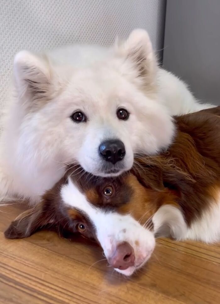 A Story Of Two Fluffy Friends Who Can’t Stop Hugging Each Other Is Melting People’s Hearts