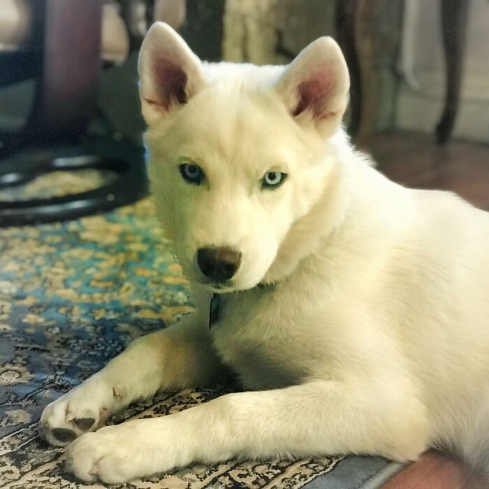 Overcoming Disability: This Dog’s Prancing Walk Steals Hearts On The Internet