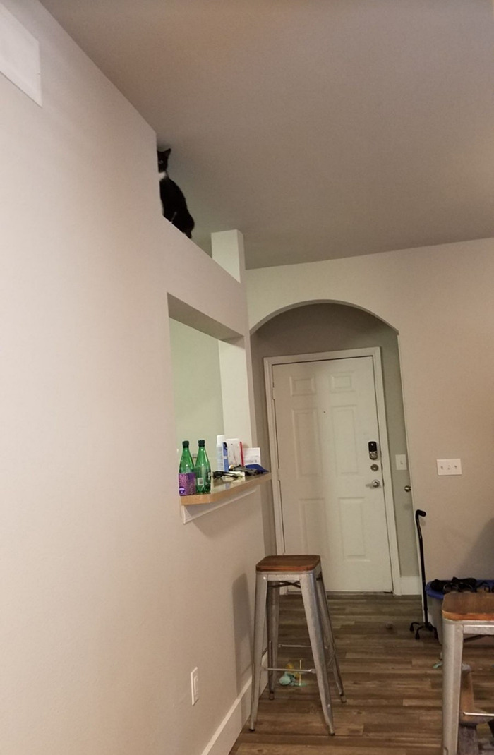 Hey Pandas, Share The Funniest Photos Of Cats Hiding In Plain Sight (Closed) Hey Pandas, Share The Funniest Photos Of Cats Hiding In Plain Sight (Closed)