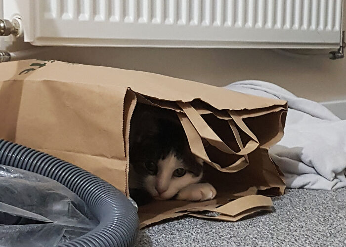 Hey Pandas, Share The Funniest Photos Of Cats Hiding In Plain Sight (Closed) Hey Pandas, Share The Funniest Photos Of Cats Hiding In Plain Sight (Closed)