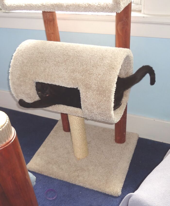 Hey Pandas, Share The Funniest Photos Of Cats Hiding In Plain Sight (Closed) Hey Pandas, Share The Funniest Photos Of Cats Hiding In Plain Sight (Closed)