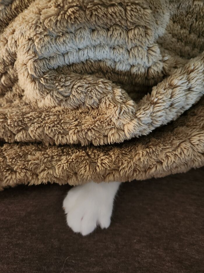 Hey Pandas, Share The Funniest Photos Of Cats Hiding In Plain Sight (Closed) Hey Pandas, Share The Funniest Photos Of Cats Hiding In Plain Sight (Closed)