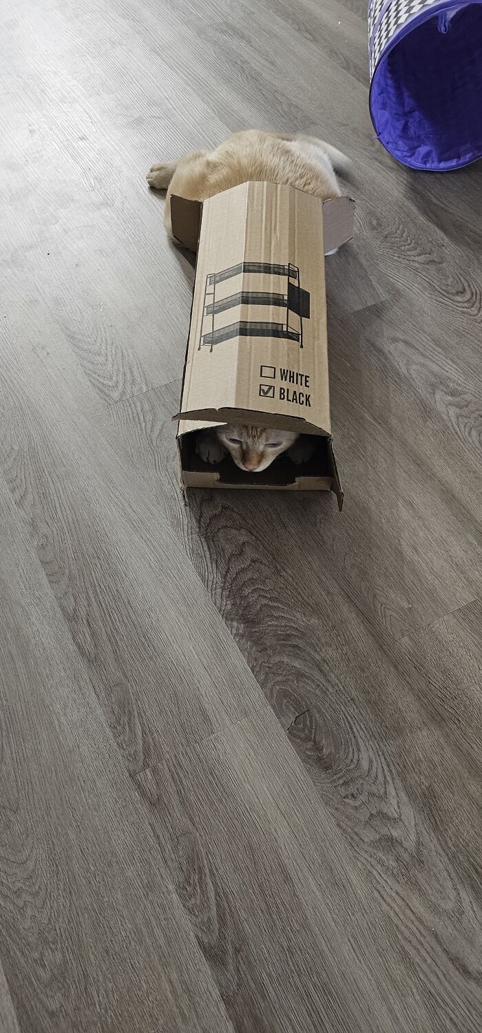 Hey Pandas, Share The Funniest Photos Of Cats Hiding In Plain Sight (Closed) Hey Pandas, Share The Funniest Photos Of Cats Hiding In Plain Sight (Closed)