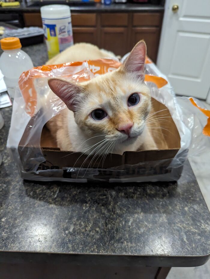 Hey Pandas, Share The Funniest Photos Of Cats Hiding In Plain Sight (Closed) Hey Pandas, Share The Funniest Photos Of Cats Hiding In Plain Sight (Closed)