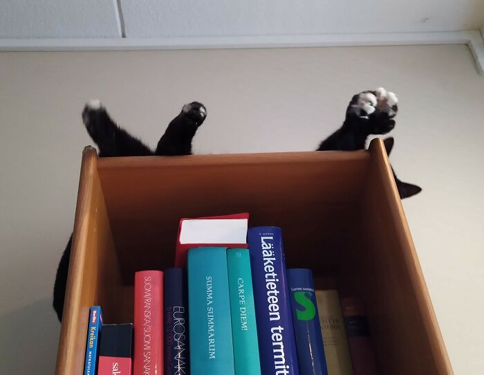 Hey Pandas, Share The Funniest Photos Of Cats Hiding In Plain Sight (Closed) Hey Pandas, Share The Funniest Photos Of Cats Hiding In Plain Sight (Closed)