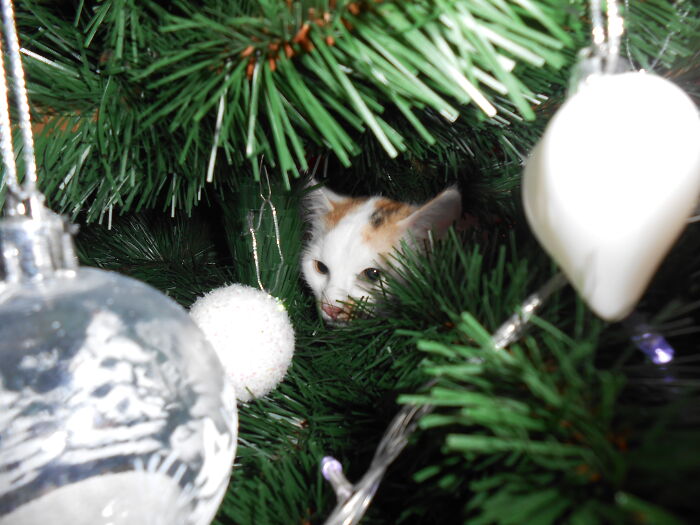 Hey Pandas, Share The Funniest Photos Of Cats Hiding In Plain Sight (Closed) Hey Pandas, Share The Funniest Photos Of Cats Hiding In Plain Sight (Closed)