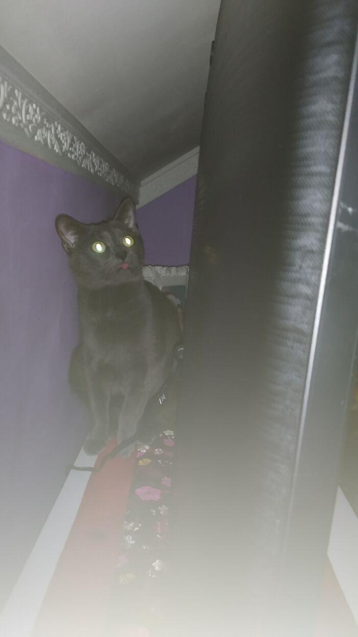 Hey Pandas, Share The Funniest Photos Of Cats Hiding In Plain Sight (Closed) Hey Pandas, Share The Funniest Photos Of Cats Hiding In Plain Sight (Closed)