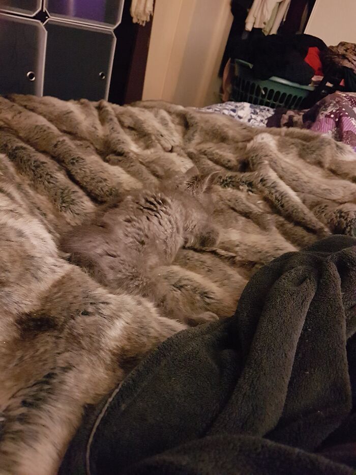 Hey Pandas, Share The Funniest Photos Of Cats Hiding In Plain Sight (Closed) Hey Pandas, Share The Funniest Photos Of Cats Hiding In Plain Sight (Closed)