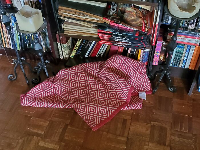 Hey Pandas, Share The Funniest Photos Of Cats Hiding In Plain Sight (Closed) Hey Pandas, Share The Funniest Photos Of Cats Hiding In Plain Sight (Closed)