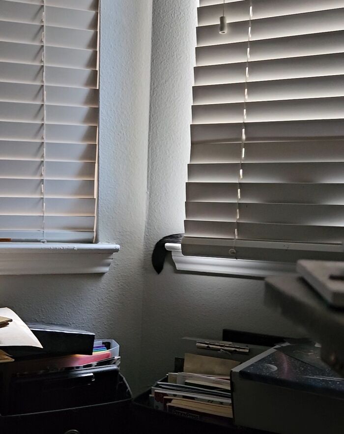 Hey Pandas, Share The Funniest Photos Of Cats Hiding In Plain Sight (Closed) Hey Pandas, Share The Funniest Photos Of Cats Hiding In Plain Sight (Closed)