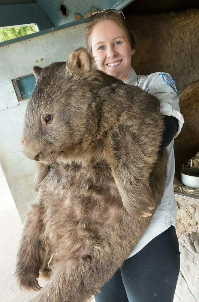 50 Animals So Giant It’s Hard To Believe They’re Real (New Pics) 50 Animals So Giant It’s Hard To Believe They’re Real (New Pics)