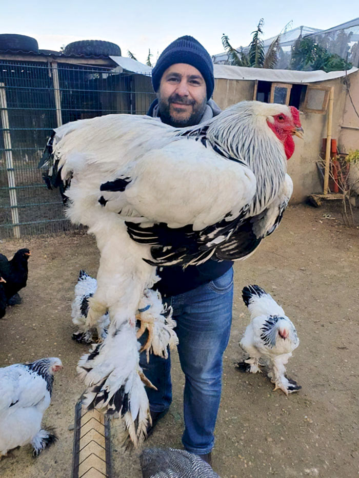 50 Animals So Giant It’s Hard To Believe They’re Real (New Pics) 50 Animals So Giant It’s Hard To Believe They’re Real (New Pics)