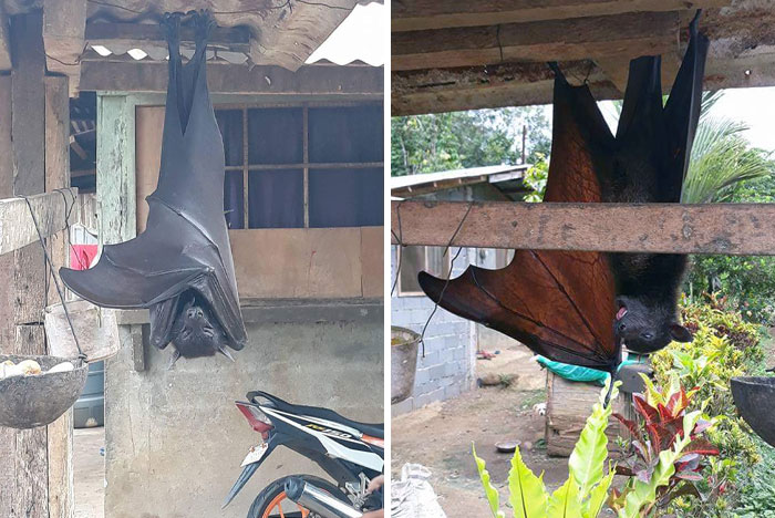 50 Animals So Giant It’s Hard To Believe They’re Real (New Pics) 50 Animals So Giant It’s Hard To Believe They’re Real (New Pics)