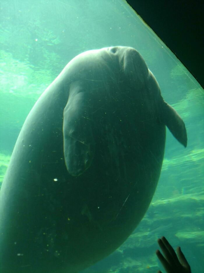 50 Animals So Giant It’s Hard To Believe They’re Real (New Pics) 50 Animals So Giant It’s Hard To Believe They’re Real (New Pics)