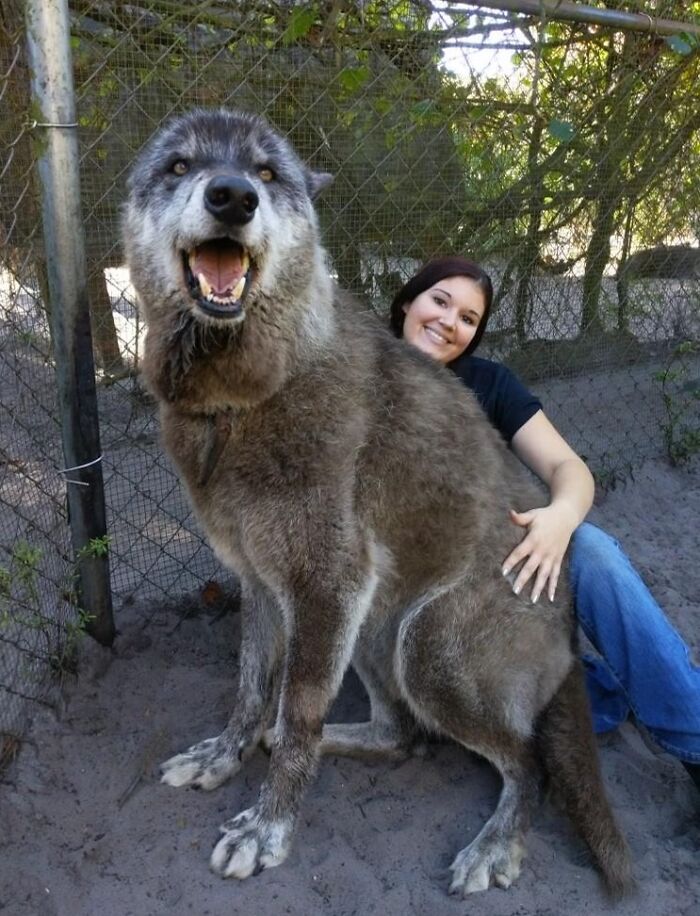 50 Animals So Giant It’s Hard To Believe They’re Real (New Pics) 50 Animals So Giant It’s Hard To Believe They’re Real (New Pics)