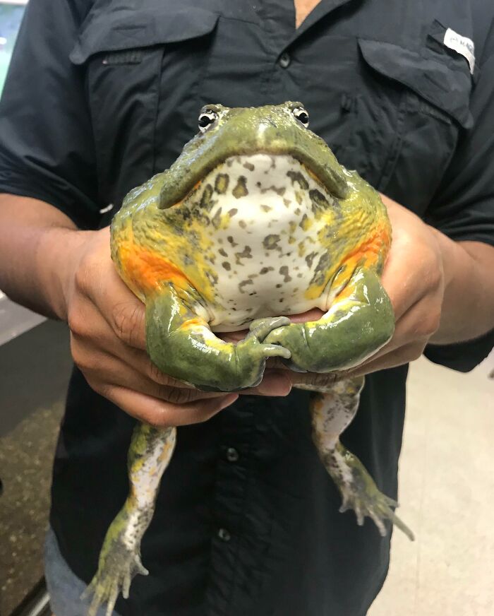 50 Animals So Giant It’s Hard To Believe They’re Real (New Pics) 50 Animals So Giant It’s Hard To Believe They’re Real (New Pics)