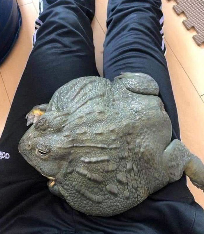 50 Animals So Giant It’s Hard To Believe They’re Real (New Pics) 50 Animals So Giant It’s Hard To Believe They’re Real (New Pics)